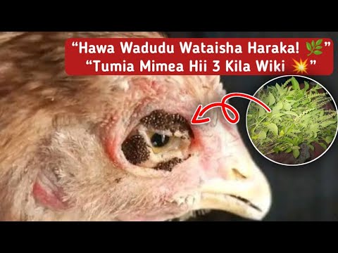 Mimea 3 Ya Asili Inayofukuza Mbu Viroboto Utitiri Na Chawa Kwenye Banda La Kuku Bila Dawa Za Dukani Mimea 3 Ya Asili Inayofukuza Mbu Viroboto Utitiri Na Chawa Kwenye Banda La Kuku Bila Dawa Za Dukani