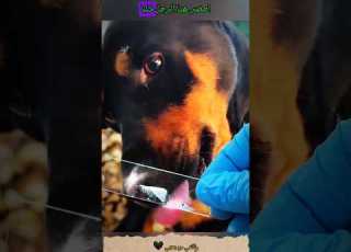 عالم يفحص لعاب الكلب تحت المجهر وكانت الصدمة