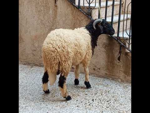 ٢١ يوليو ٢٠٢١