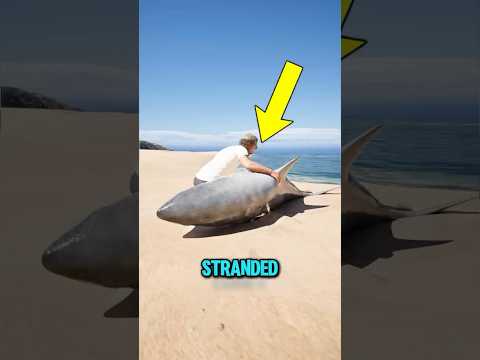 Helping A Stranded Shark Don T Do This Mistake
