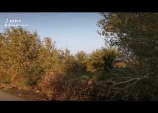  شارع الشركات على نهر الغراف