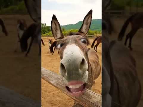 ياخروفي مين لبسك صوف