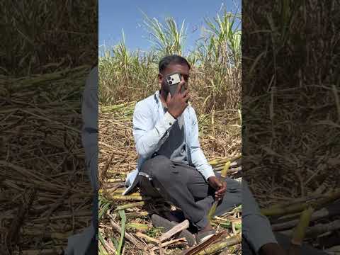 Brother Let Me Eat A Sugarcane Sugarcane Sugarcaneabadi Comedy Funny Farming