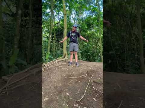 WORLD S BIGGEST ANT HILL