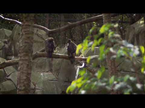 Abdelkarim Benzarti Tir El Barari Audio Officiel عبد الكريم البنزرتي طير البراري Abdelkarim Benzarti Tir El Barari Audio Officiel عبد الكريم البنزرتي طير البراري