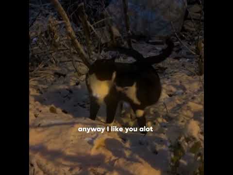 Anyway I Like You Alot Lanadelreymusic Arcticmonkeyslyrics Remixsong Shorts Songs Anyway I Like You Alot Lanadelreymusic Arcticmonkeyslyrics Remixsong Shorts Songs