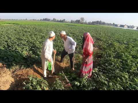 انظر ماذا فعل حسنين في الحاج مسعود