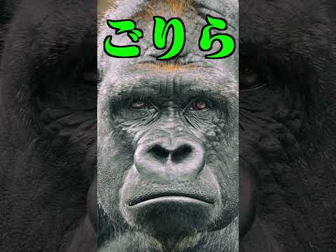 If You Suddenly Say Apple They Ll Say Gorira In Response Colorful Peach Shorts