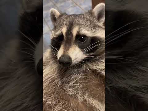 The Author Of The Video In Tik Tok Kovu Cute Raccoon Momo Twice かわいい アライグマ モモ 二度
