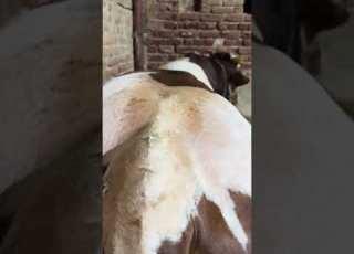 افتكرتني انتهيت لا يابا عندك