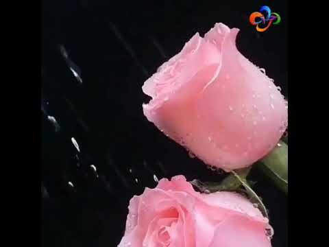 موسيقى ابراهيم تاتلس