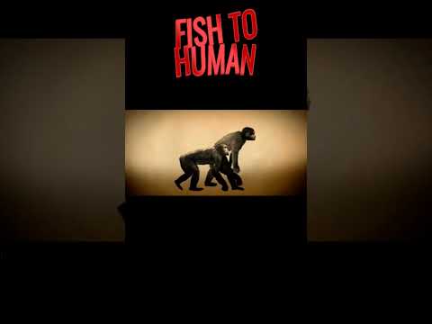 Fish To Human Evolution Biology Ncert Evolution Fish Class12