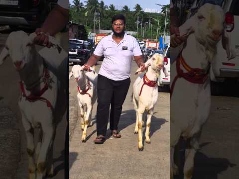 VALID BHAI KI APNE BAKRO K SAATH WALK Goat Bakra Beautifulgoats Bakraeid2025 Shorts Shortvideo