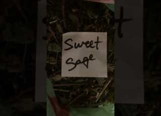  Sweet Sage