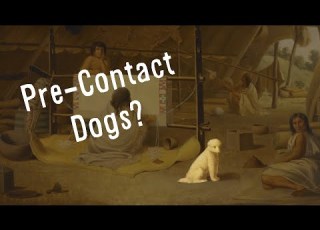 What Happened To The Pre Contact Dogs