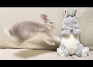  新しくやってきた新入り兎が嬉しすぎてマンガみたいな喜び方をするうさぎさん