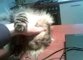 Dali Cat Enjoying It Say Bye Bye Simon