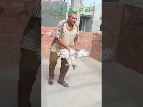 تزاوج ديك هندي علي فرخه براهما تكسير على الايد باقى الفيديو