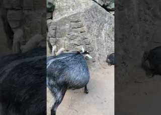 نوع نادر من الماعز اتقومي بالسلامه حامل