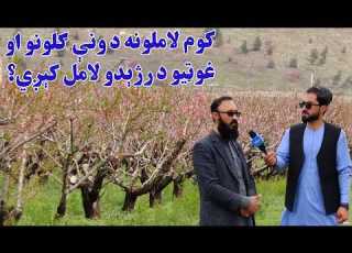 کرنه او مالداري کوم لاملونه د ونې ګلونو اوغوټیو د رژېدو لامل کېږي