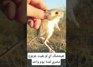 هيحصلك إيه لو بقيت جربوع ليوم واحد معلومات ابلور Animals Facts معلومات غريبة Wildlife