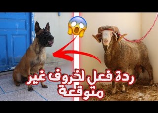  حولي طلع مساهلش ضرب مافيا كان غادي يعورها ولكن كلبتي مافيا صدماتو