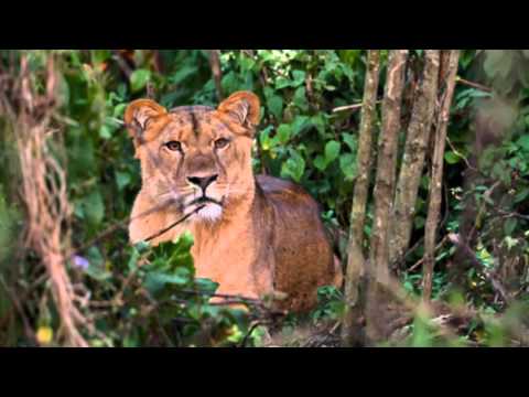 No Kafa Waama Diggone Hot Kafa Music