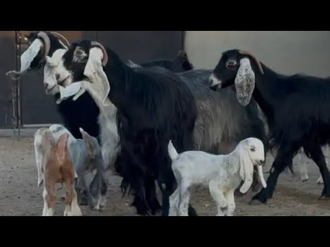 اذكروا الله وصلوا على النبي عرض وبيع معزا عوارض