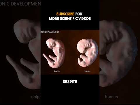 La Similitude Du Développement Entre Les Embryons Humains Et Ceux Des Dauphins