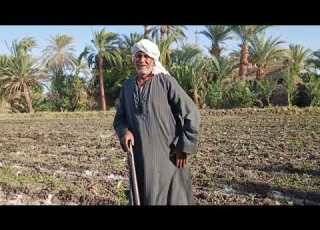 زراعة الطماطم في الصحراء طريقة صحيحة لزيادة الانتاج والارباح