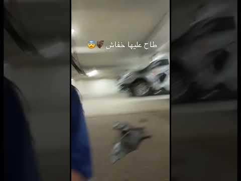 سبب كورونا الخفاش هذا ترند تيك