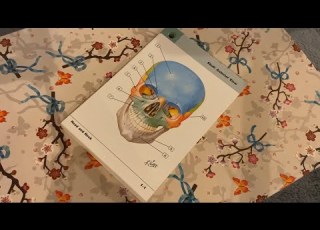  ASMR Lernsitzung Skelettanatomie Sanft Gesprochen