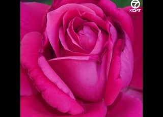  May Flowers Bloom Around New Mexico
