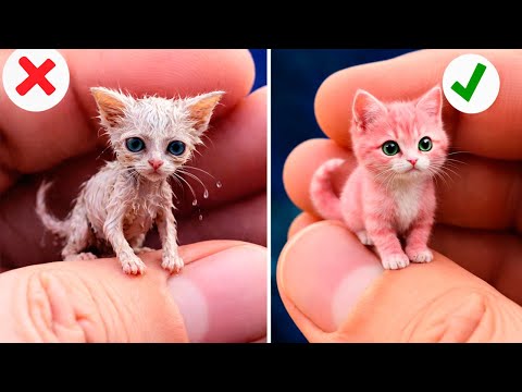 Hilarious Cat Reactions To Viral TikTok Trends Unleashed By Resting Purr Face Live