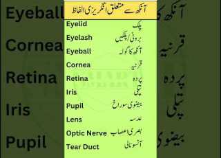  Eye Anatomy Vocabulary In English With Urdu Meanings Smart Study Zone