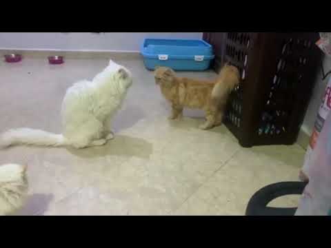 تزاوج قطط شرازي بحترافية عملية تزاوج تمت بنجاح