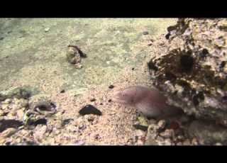 Egypt Marsa Alam 04 2014 мурени