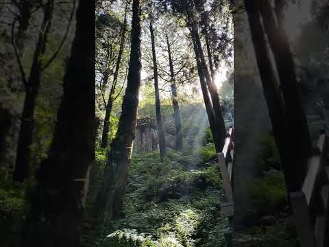 Take A Break In Alishan Forest Park Take A Break In Alishan Forest Park
