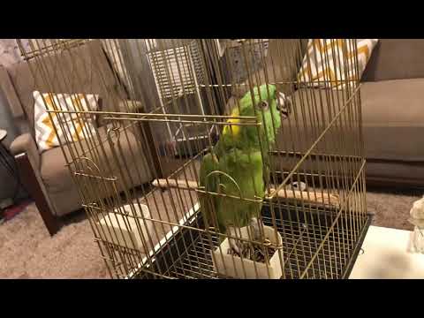 عندما يتكلم الببغاء الامزوني