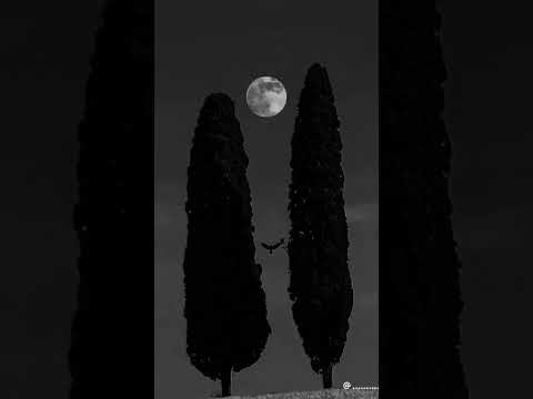 موسيقى أغنية أيام في العمر مبتعديش بطئ Shortvideo