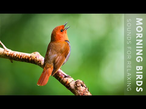 24 Hours Of Beautiful Birds No Music Relaxing Nature Sounds Chirping Birds 24 Hours Of Beautiful Birds No Music Relaxing Nature Sounds Chirping Birds