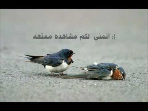 غريبه الليالي خذت مني غالي