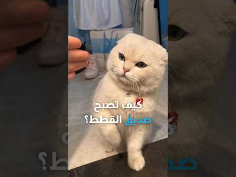 كيف تصبح صديق القطط