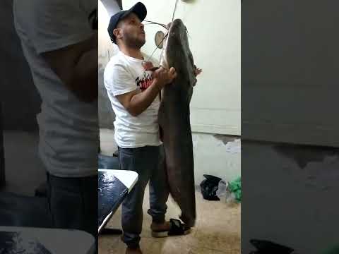 أكبر سمكة قرموط في محافظة الجيزة توام المنسي صيادين العمرانية