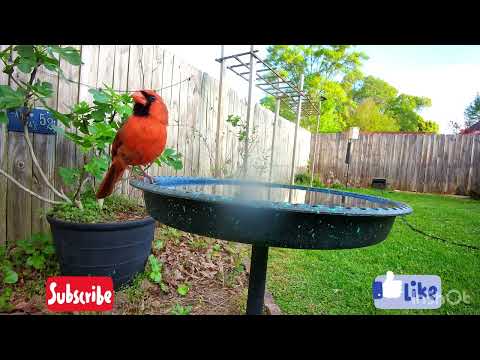 Fun Around The Birdbath March 29 2026