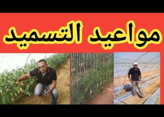 مواعيد تسميد النبات والطريقة الصحيحة للتسميد