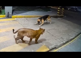 When Animals Messed With The Wrong Opponent