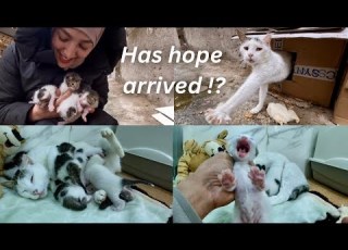 We Promised To Change Mama Cat S Sad Life And Her Kittens Lives For The Better
