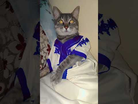 ماساخيش بفقيتو مسكين قطط Cats Catlover قطط كيوت Fanyvideo Shortvideo