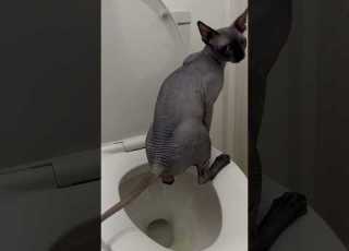  Adult Cat Toilet Trained In 11 Days Works For ALL Breeds ANY Age Arigatocats Viralcatvideos
